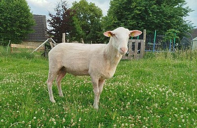 Noa . Nachzucht von Nils Bewertung 8.8.9
